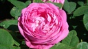Comtesse Cécile de Chabrillant (Pot 4L)