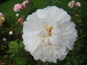 Comtesse de Murinais (Pot 4L)