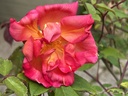 Comtesse du Cayla (Pot 4L)