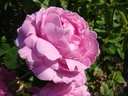 Coupe d'Hébé (Pot 4L)