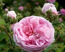Chapeau de Napoleon (Pot 4L)