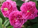 Duc de Guiche (Pot 4L)