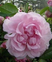 Duchesse d'Angoulème (Pot 4L)