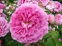 Duchesse de Berry (Pot 4L)
