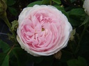 Duchesse de Montebello (Pot 4L)