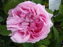 Duchesse de Rohan (Pot 4L)