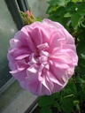 Duchesse de Verneuil (Pot 4L)