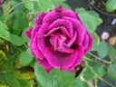 Duke of Wellington (Pot 4L)