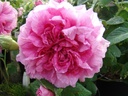 Empress Josephine (Pot 4L)