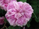 Enfant de France (Pot 4L)