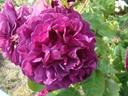 Etoile Pourpre (Pot 4L)