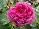 Eugénie Guinoisseau (Pot 4L)