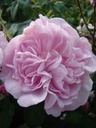 Fantin Latour (Pot 4L)
