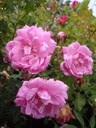 Fellemberg (Pot 4L)