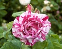 Ferdinand Pichard (Pot 4L)