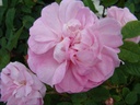 Général Kleber (Pot 4L)