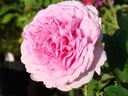 Gloire de France (Pot 4L)