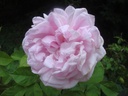 Gloire des Mousseux (Pot 4L)