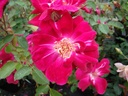 Gloire des Rosomanes (Pot 4L)