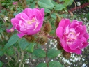 Goethe (Pot 4L)