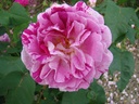 Honorine de Brabant (Pot 4L)