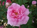 Ispahan (Pot 4L)
