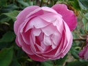 Reine Victoria (Pot 4L)