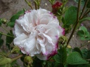 Leda (Pot 4L)