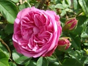 Louise Odier (Pot 4L)