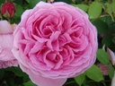 Mme. Boll (Pot 4L)