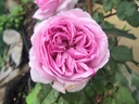 Mme. Ernest Calvat (Pot 4L)