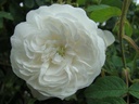 Mme. Hardy (Pot 4L)