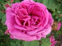 Mme. Isaac Pereire (Pot 4L)