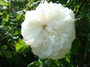 Mme. Legras de St. Germain (Pot 4L)