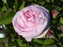 Mme. Louis Lévêque (Pot 4L)