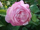 Mme. Pierre Oger (Pot 4L)