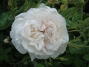 Mme. Plantier (Pot 4L)