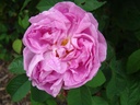 Marie de Blois (Pot 4L)