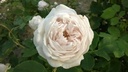 Marie Dermar (Pot 4L)