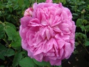 Marie Louise (Pot 4L)