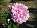 Miranda (Pot 4L)