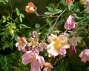 Mutabilis (Pot 1.3L)