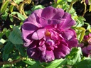 Nuits de Young (Pot 4L)