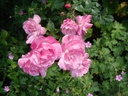 Old Blush China (Pot 4L)