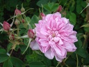 Omar Khayyam (Pot 4L)