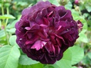 Ombrée Parfaite (Pot 4L)