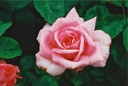 Papillon (Pot 4L)