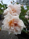Perle d'Or (Pot 4L)