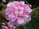 Petite Lisette (Pot 4L)