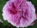 Président de Sèze (Pot 4L)